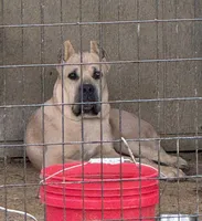 Light pink , a female Cane Corso for sale in Schell City, MO – 5 of 7