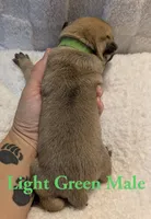 Light Green, a male Cane Corso for sale in Schell City, MO – 4 of 8