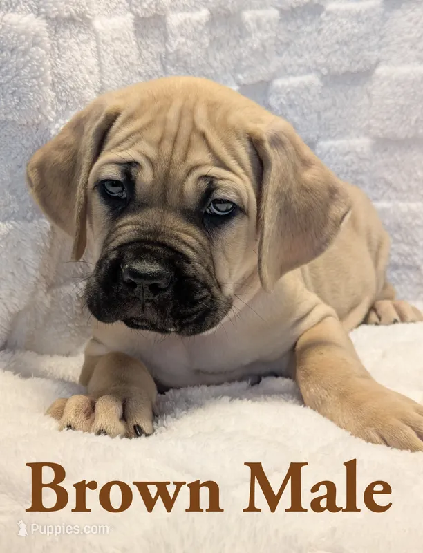 Brown – Cane Corso puppy for sale in Schell City, MO