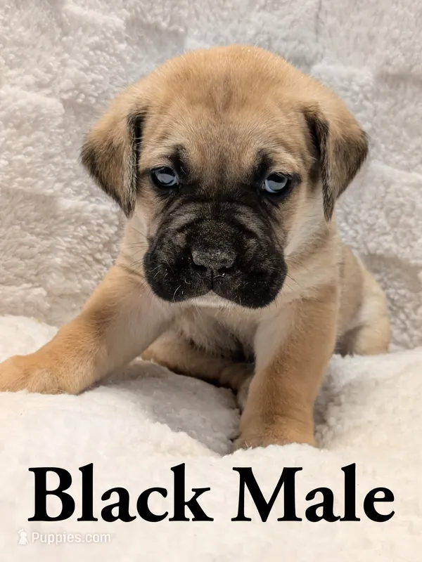 Black  – Cane Corso puppy for sale in Schell City, MO