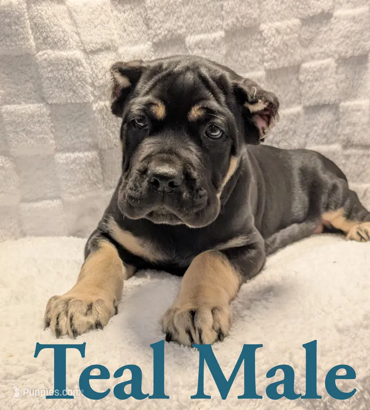 Teal – Cane Corso puppy for sale in Schell City, MO