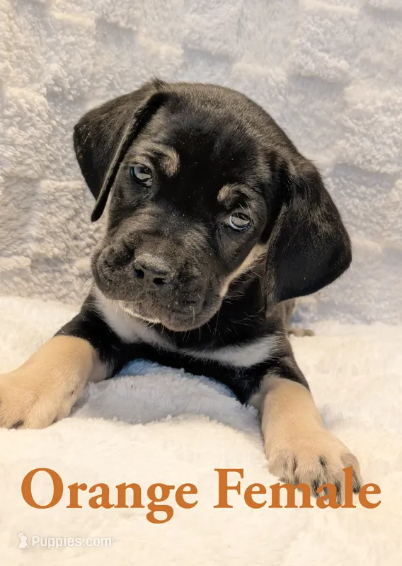 Orange  – Cane Corso puppy for sale in Schell City, MO