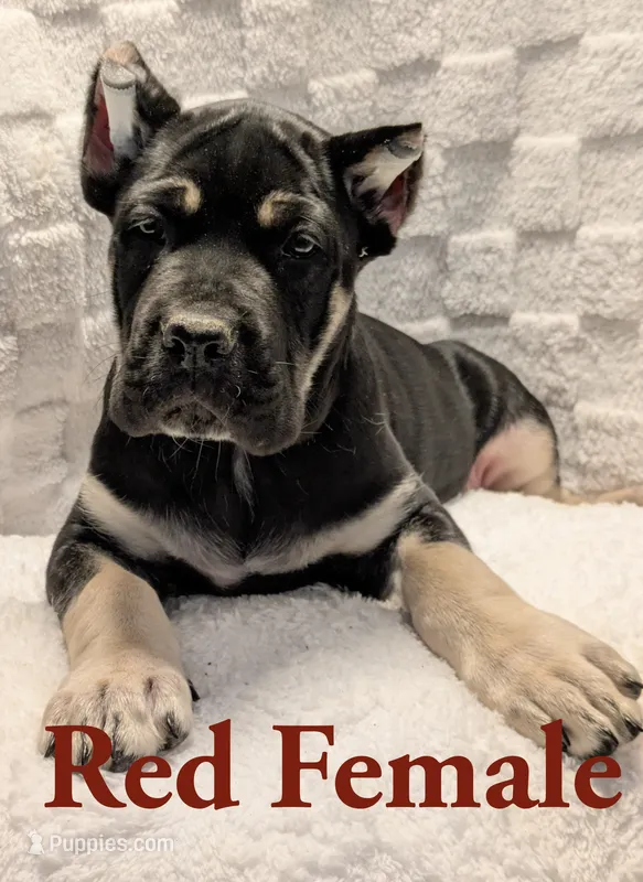 Red – Cane Corso puppy for sale in Schell City, MO