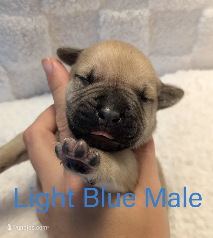 Light Blue – Cane Corso puppy for sale in Schell City, MO