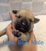 Light Blue, a male Cane Corso for sale in Schell City, MO – 1 of 7