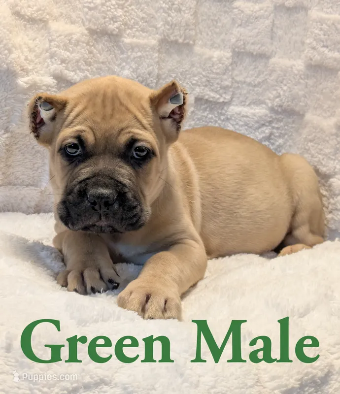 Green – Cane Corso puppy for sale in Schell City, MO