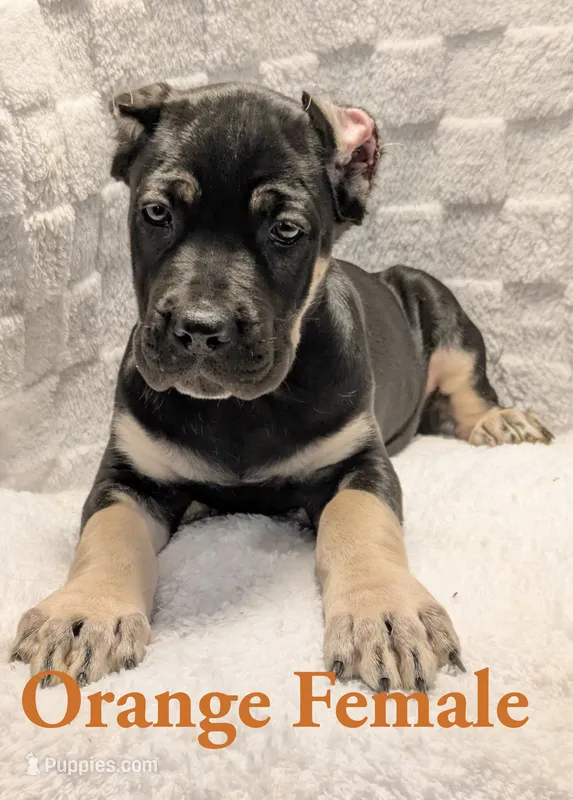 Orange  – Cane Corso puppy for sale in Schell City, MO