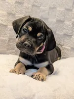 Light Purple , a female Cane Corso for sale in Schell City, MO – 2 of 9