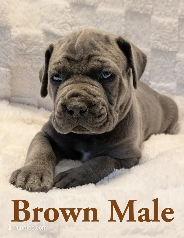 Brown – Cane Corso puppy for sale in Schell City, MO