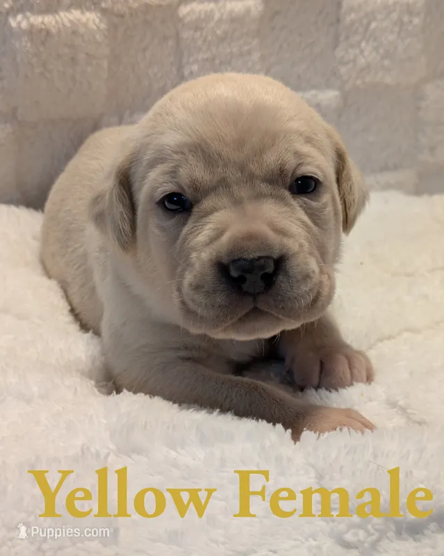 Yellow – Cane Corso puppy for sale in Schell City, MO