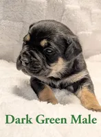 Dark green , a male Cane Corso for sale in Schell City, MO – 2 of 9