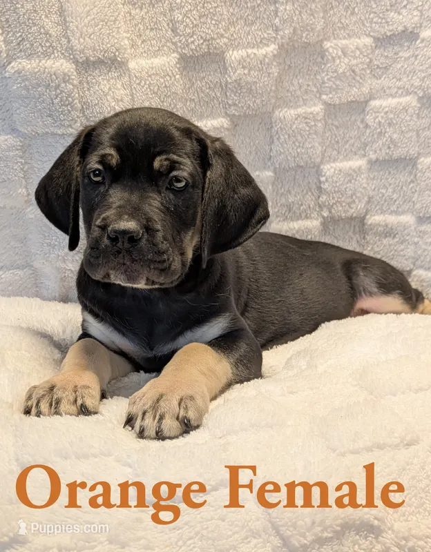 Orange  – Cane Corso puppy for sale in Schell City, MO