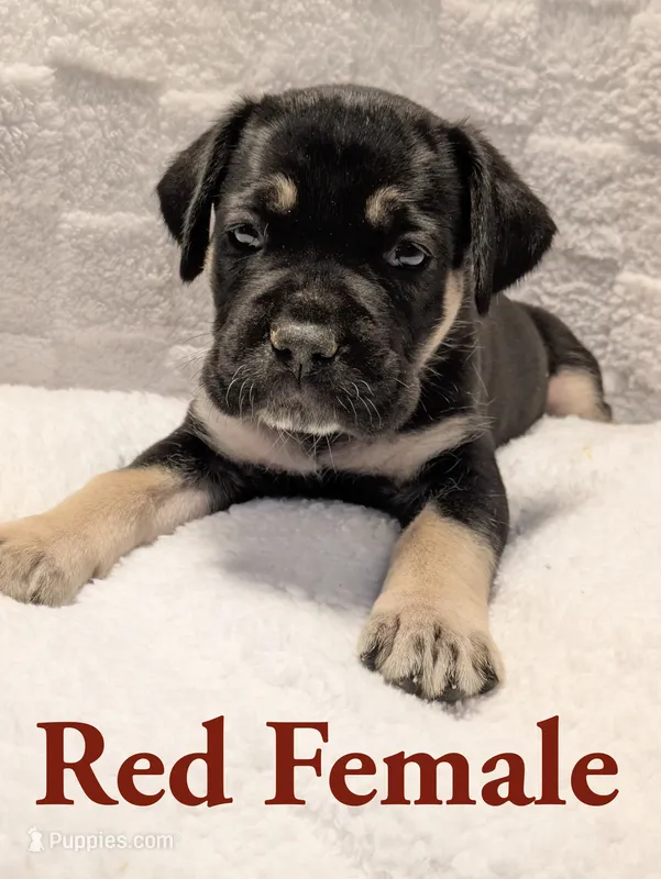 Red – Cane Corso puppy for sale in Schell City, MO