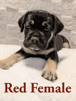 Red, a female Cane Corso for sale in Schell City, MO – 1 of 9