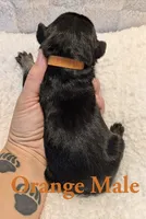 Orange , a male Cane Corso for sale in Schell City, MO – 3 of 8