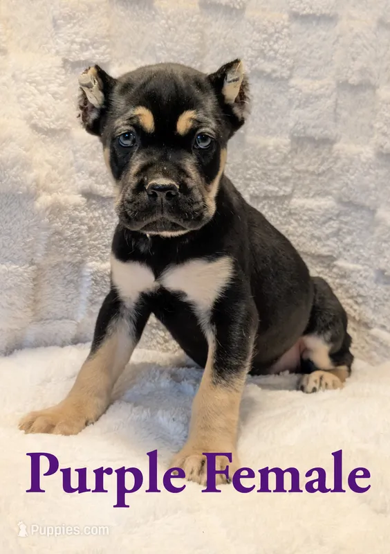 Purple  – Cane Corso puppy for sale in Schell City, MO