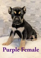 Purple , a female Cane Corso for sale in Schell City, MO – 1 of 9