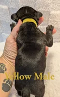 Yellow, a male Cane Corso for sale in Schell City, MO – 3 of 8