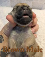 Brown, a male Cane Corso for sale in Schell City, MO – 3 of 8