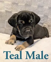 Teal, a male Cane Corso for sale in Schell City, MO – 5 of 9