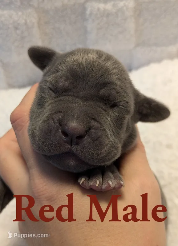 Red  – Cane Corso puppy for sale in Schell City, MO