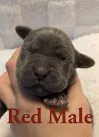 Red , a male Cane Corso for sale in Schell City, MO – 1 of 8
