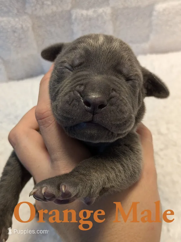 Orange – Cane Corso puppy for sale in Schell City, MO
