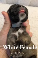 White , a female Cane Corso for sale in Schell City, MO – 3 of 8