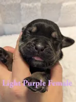 Light Purple , a female Cane Corso for sale in Schell City, MO – 3 of 8