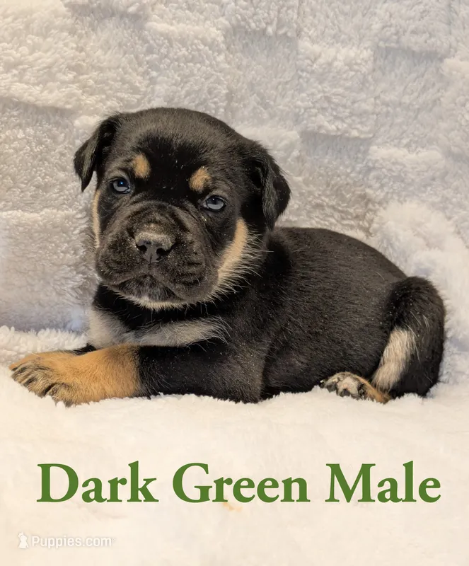 Dark green  – Cane Corso puppy for sale in Schell City, MO