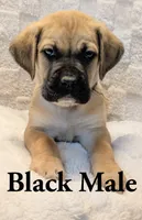Black , a male Cane Corso for sale in Schell City, MO – 3 of 9