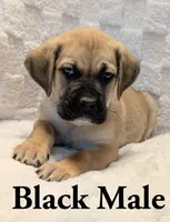 Black , a male Cane Corso for sale in Schell City, MO – 5 of 9