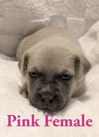  Pink , a female Cane Corso for sale in Schell City, MO – 6 of 10