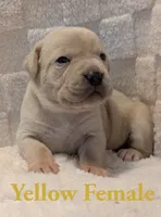 Yellow, a female Cane Corso for sale in Schell City, MO – 5 of 10