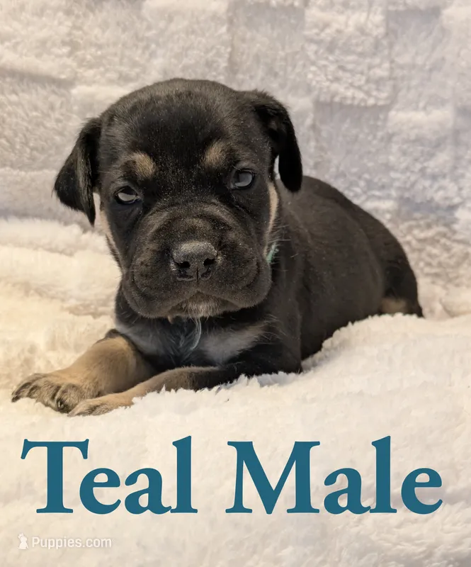 Teal – Cane Corso puppy for sale in Schell City, MO