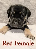 Red, a female Cane Corso for sale in Schell City, MO – 5 of 9