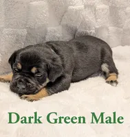 Dark green , a male Cane Corso for sale in Schell City, MO – 3 of 9