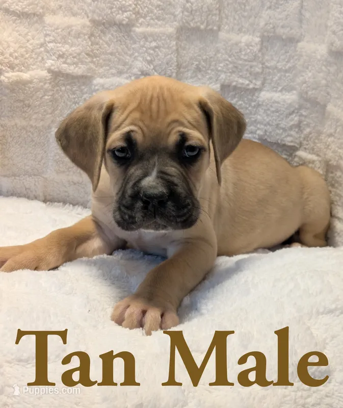 Tan – Cane Corso puppy for sale in Schell City, MO