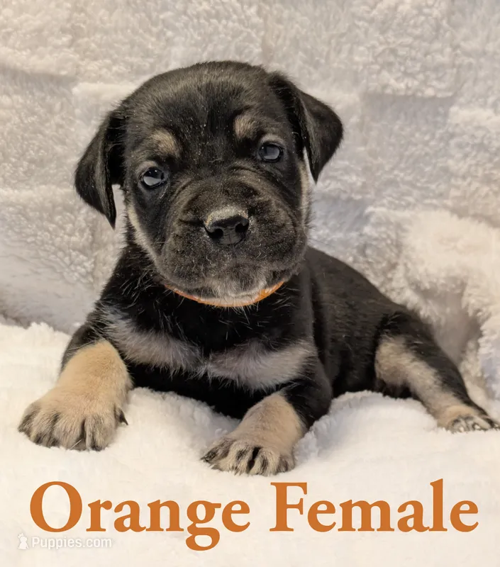 Orange  – Cane Corso puppy for sale in Schell City, MO
