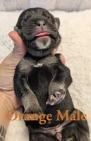 Orange , a male Cane Corso for sale in Schell City, MO – 4 of 8