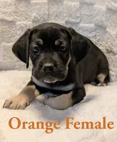Orange , a male Cane Corso for sale in Schell City, MO – 5 of 9