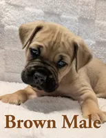 Brown, a male Cane Corso for sale in Schell City, MO – 4 of 9
