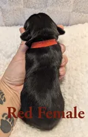 Red, a female Cane Corso for sale in Schell City, MO – 3 of 8