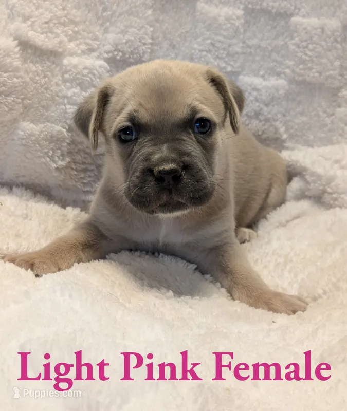 Light pink  – Cane Corso puppy for sale in Schell City, MO