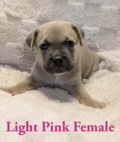 Light pink , a female Cane Corso for sale in Schell City, MO – 1 of 9