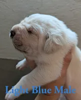 Light Blue , a male Cane Corso for sale in Schell City, MO – 5 of 5