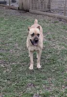 White , a female Cane Corso for sale in Schell City, MO – 6 of 8