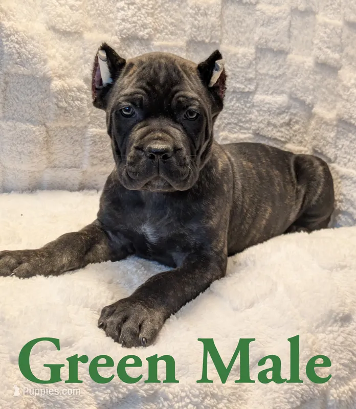 Green – Cane Corso puppy for sale in Schell City, MO