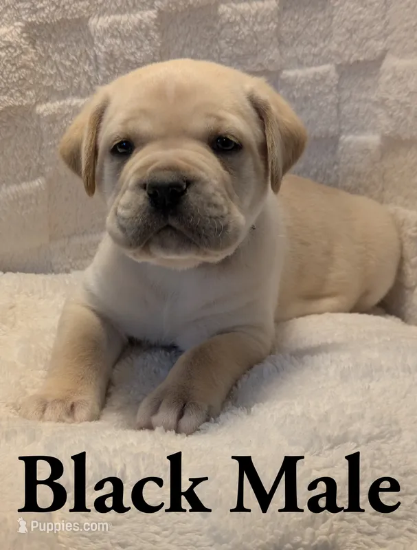 Black  – Cane Corso puppy for sale in Schell City, MO