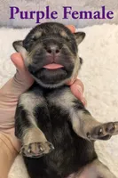 Purple , a female Cane Corso for sale in Schell City, MO – 3 of 8
